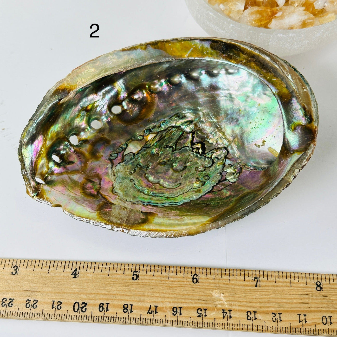 Abalone shell - You Choose variant 2 labeled