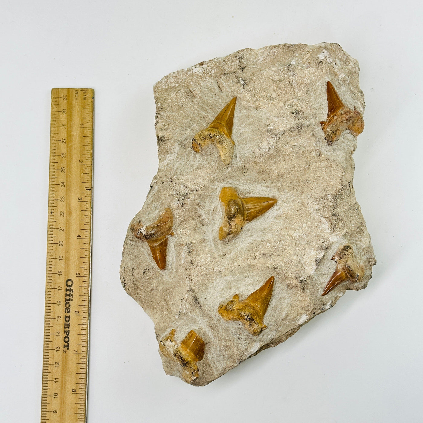 shark tooth fossils on large stone next to a ruler for size reference