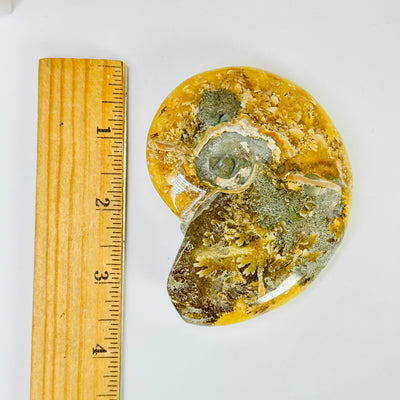 ammonite with decorations in the background