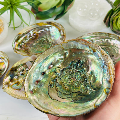 Abalone shell - You Choose. variant 4 in hand  for size referecne with other bacig