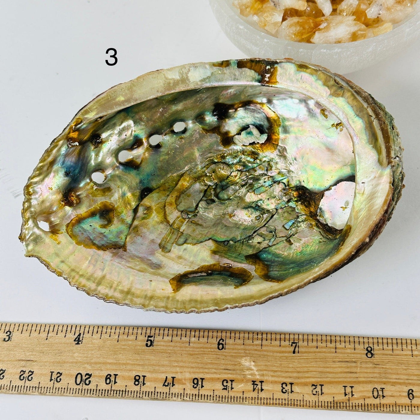 Abalone shell - You Choose variant 3 labeled