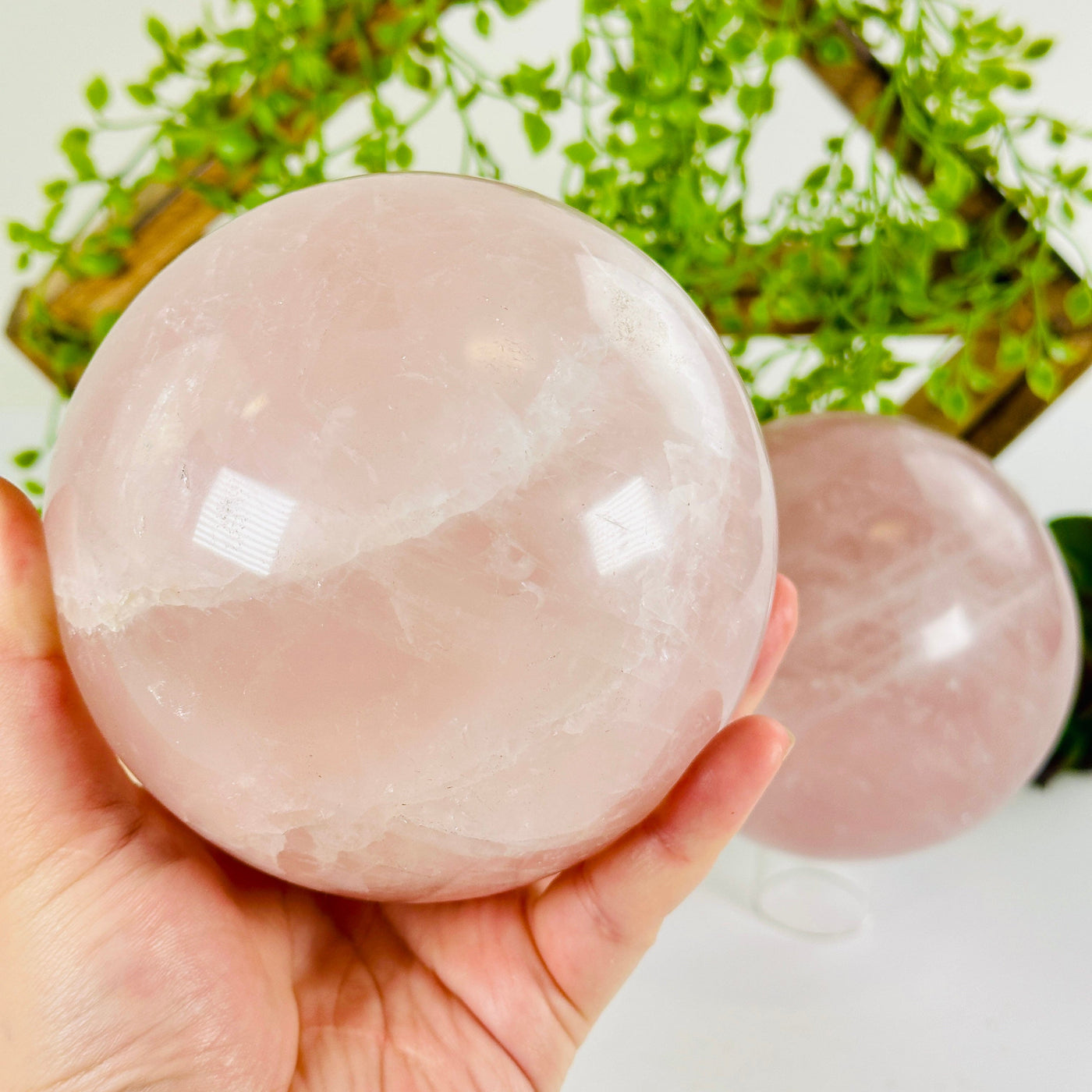 Rose Quartz Crystal Sphere - You Choose variant 1 in hand for size reference with other variant in the background with props and plants