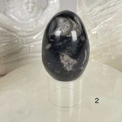 Orthoceras Polished Fossil Egg - You Choose #2 variant 2 labeled