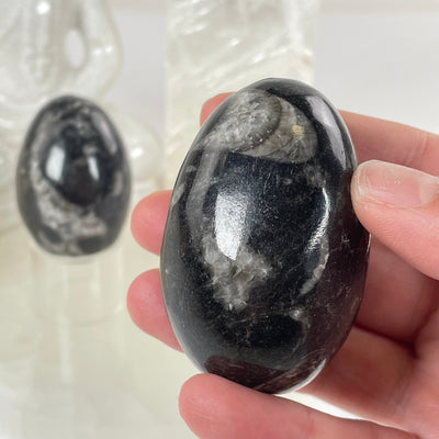 Orthoceras Polished Fossil Egg - You Choose #2 one in hand for size reference with other variant in the background