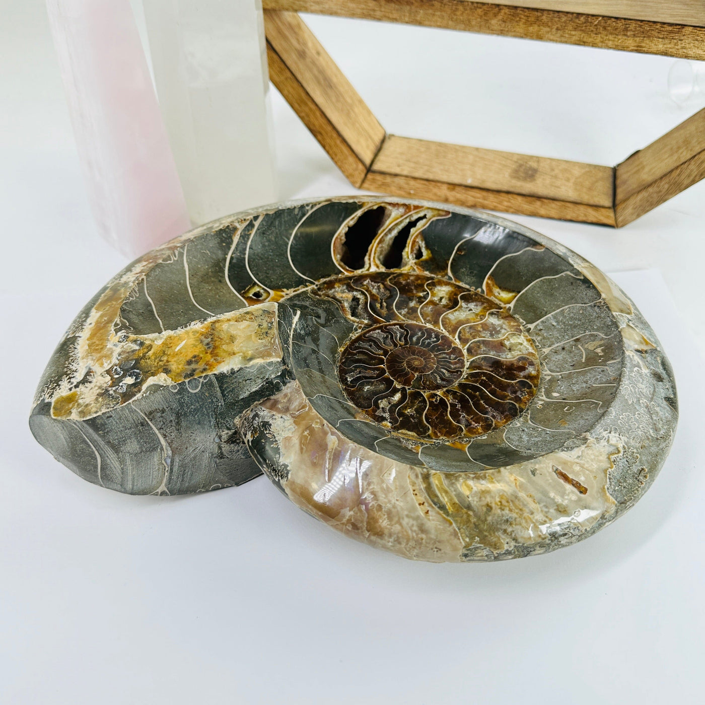 ammonite bowl with decorations in the background