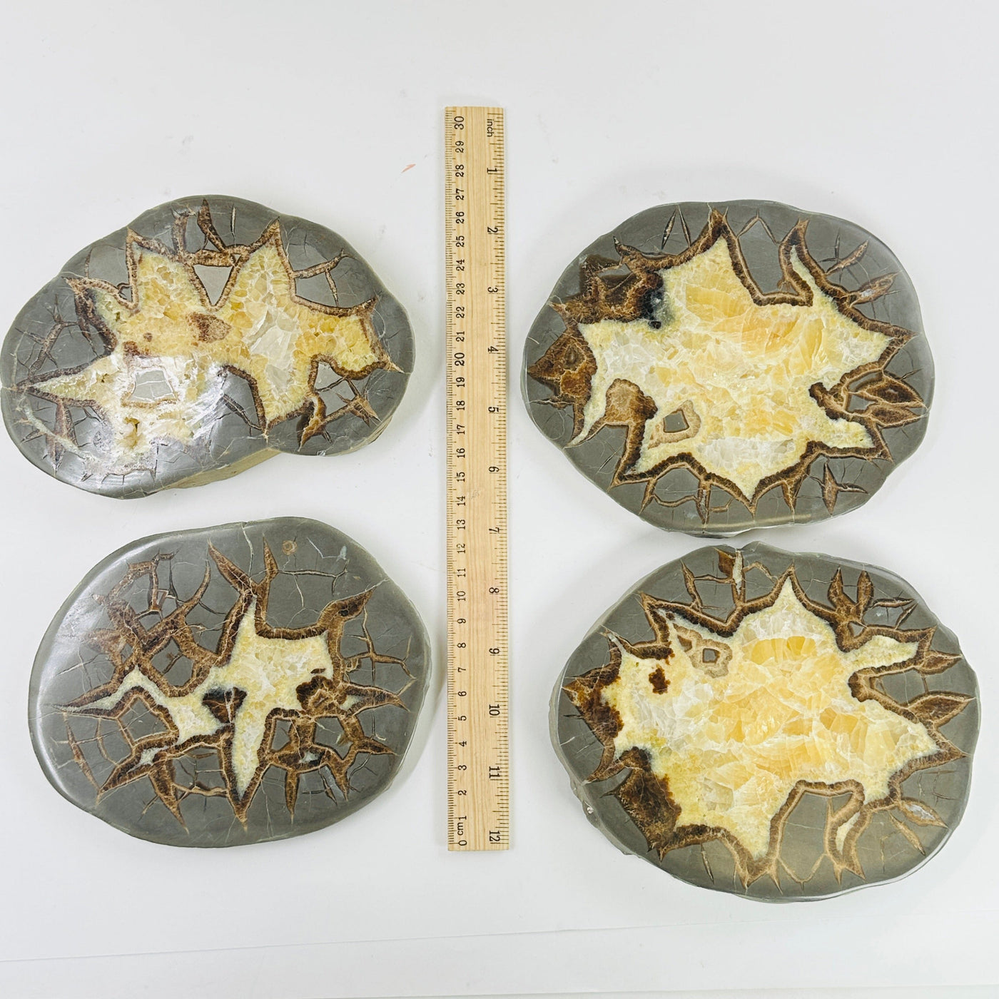 Septarian coasters next to a ruler for size reference