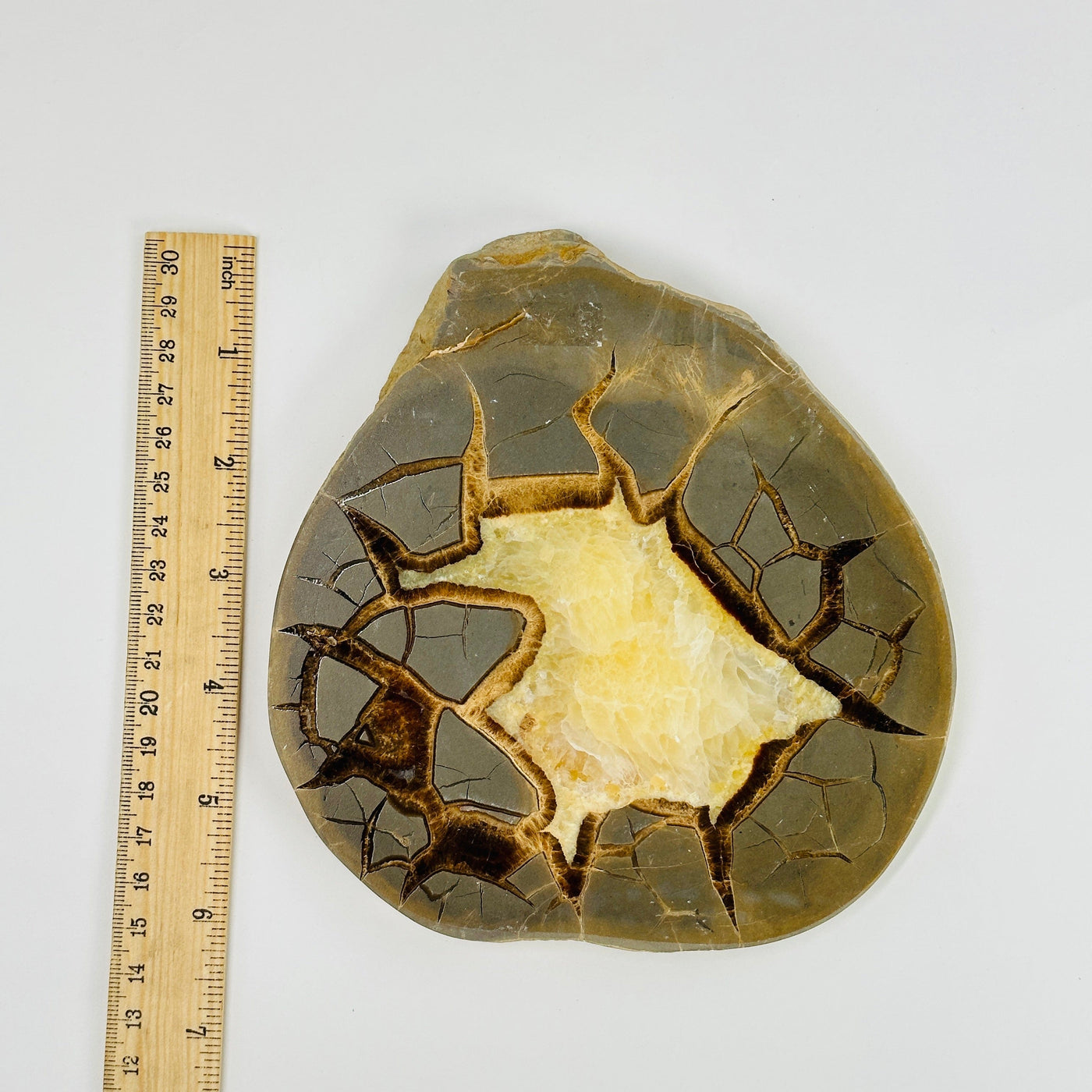 septarian slab next to a ruler for size reference