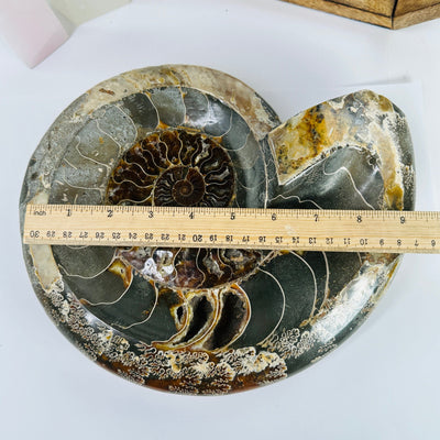 ammonite bowl next to a ruler for size reference