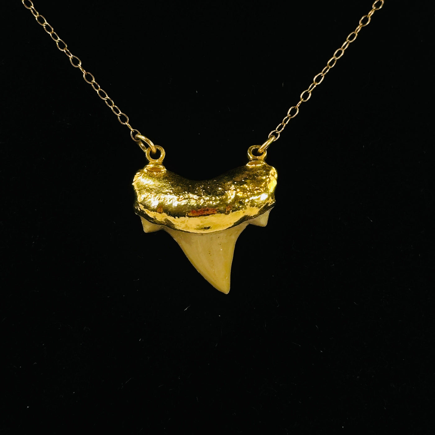 shark tooth necklace on black background