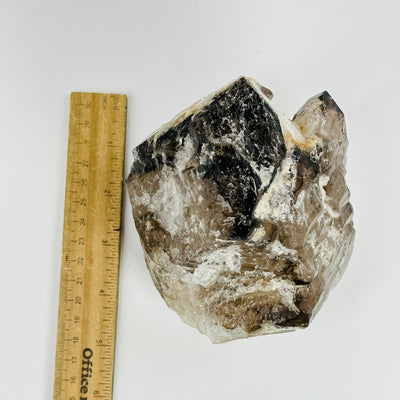 alligator smokey quartz cluster next to a ruler for size reference