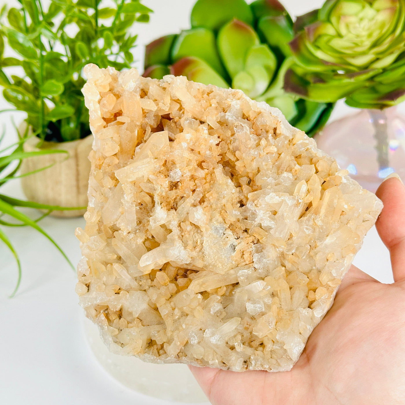 Tangerine Quartz Crystal Cluster - One of a Kind #3 in hand for size reference with props and plants in the background
