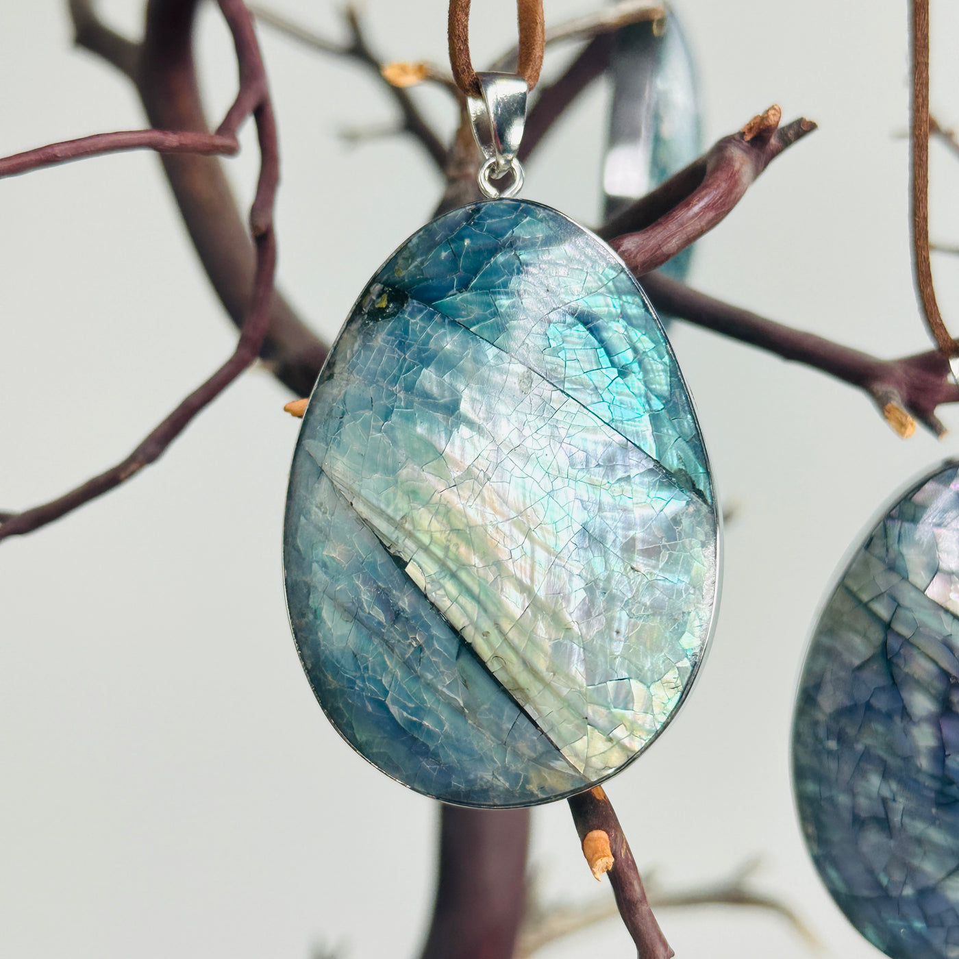 abalone ornament with decorations background