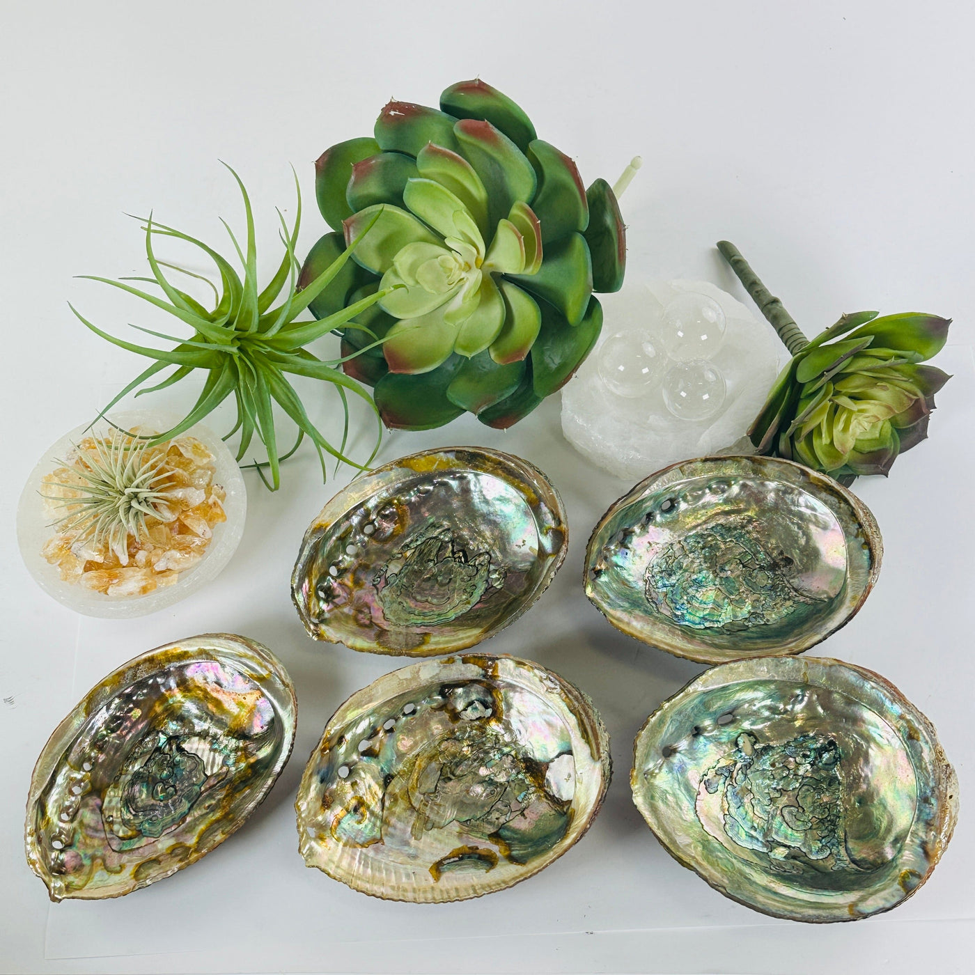 Abalone shell - You Choose. all variant s id 