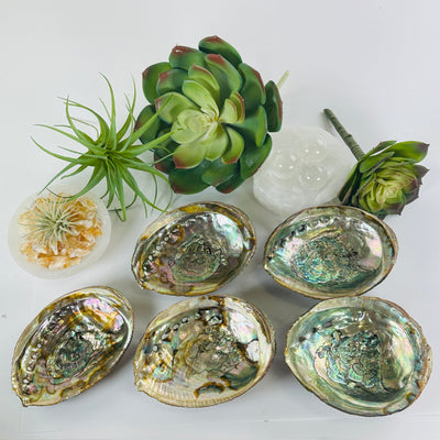 Abalone shell - You Choose. all variant s id 