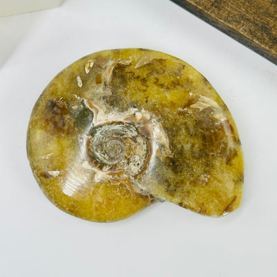 ammonite with decorations in the background