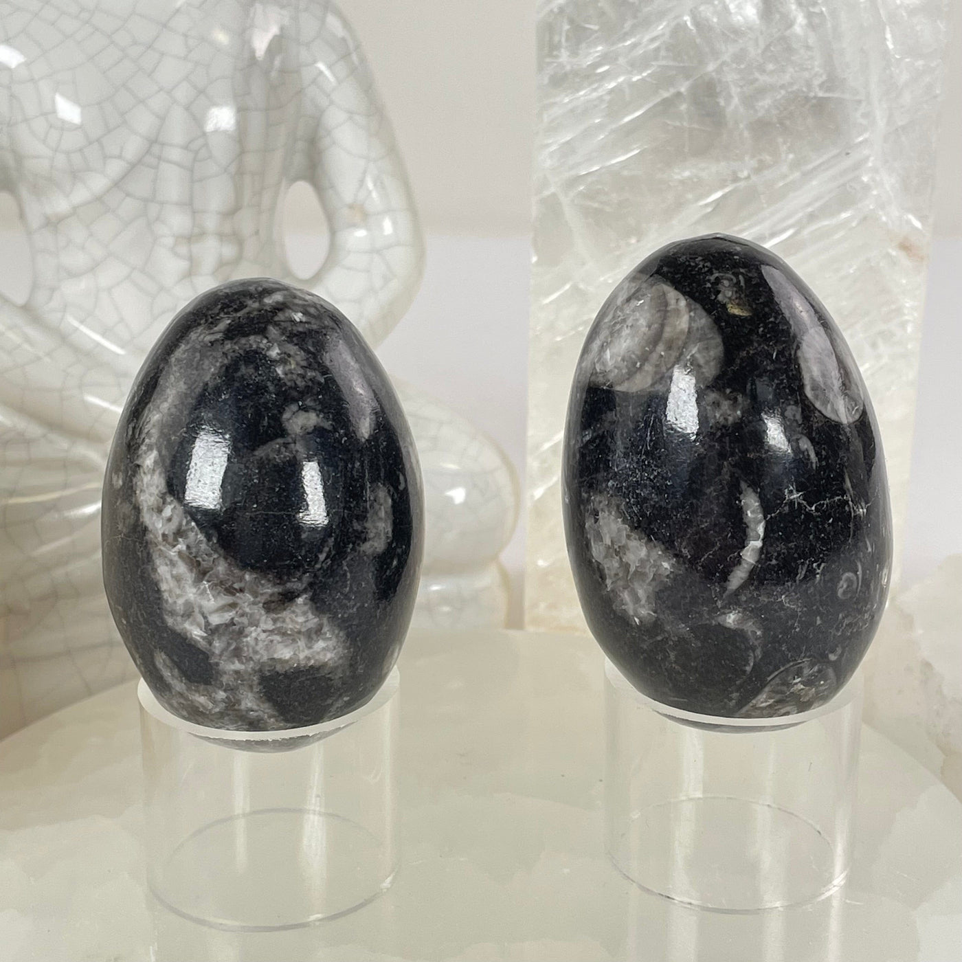 Orthoceras Polished Fossil Egg - You Choose #2 both variants on stands