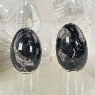 Orthoceras Polished Fossil Egg - You Choose #2 both variants on stands