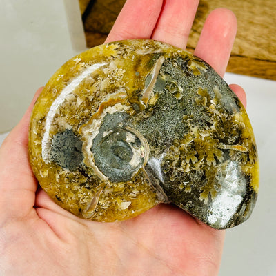 ammonite with decorations in the background