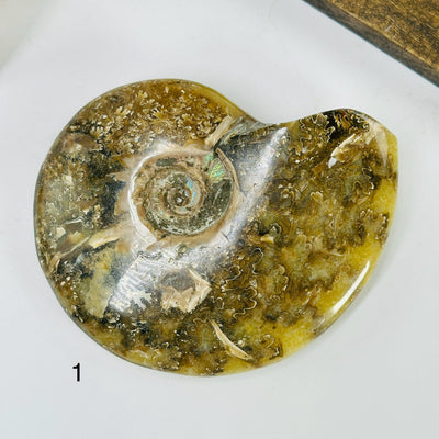 ammonite with decorations in the background