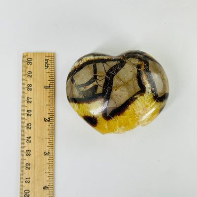 septarian hearts next to a ruler for size reference
