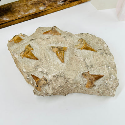 shark tooth fossils on large stone with decorations in the background