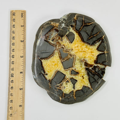 septarian coaster next to a ruler for size reference