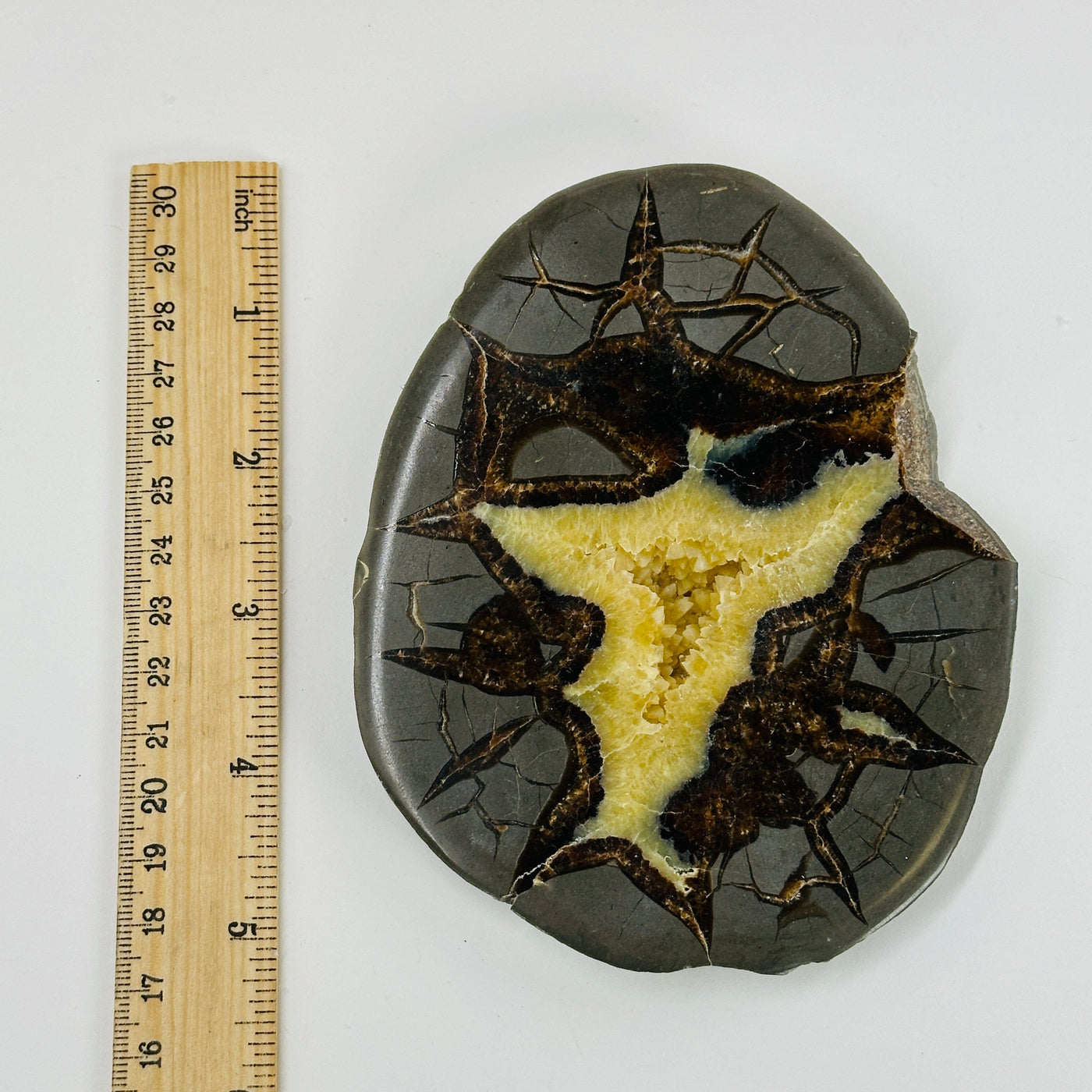 septarian platter next to a ruler for size reference