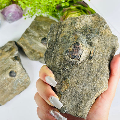 Garnet Crystals in Mica Schist - You Choose #2 variant 3 in hand for size reference with other variants in the background with plants and props