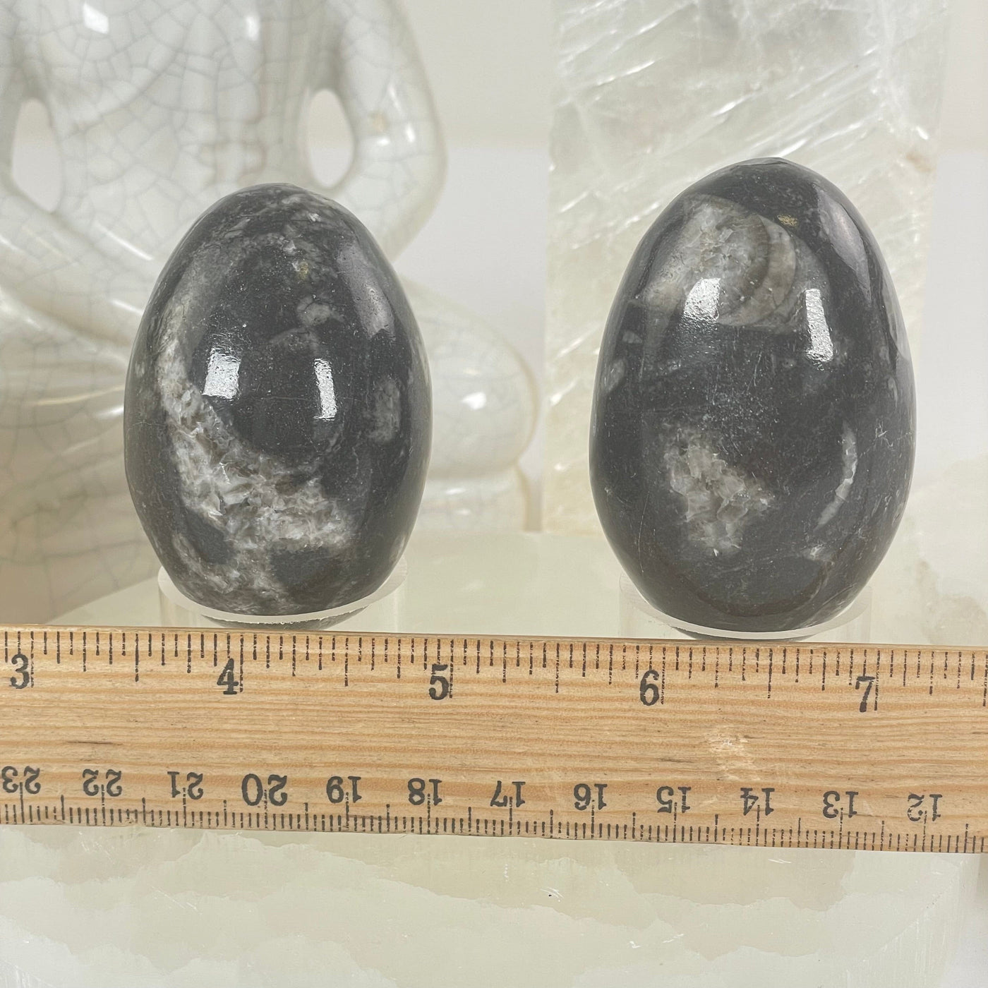 Orthoceras Polished Fossil Egg - You Choose #2 both variants with ruler for size reference