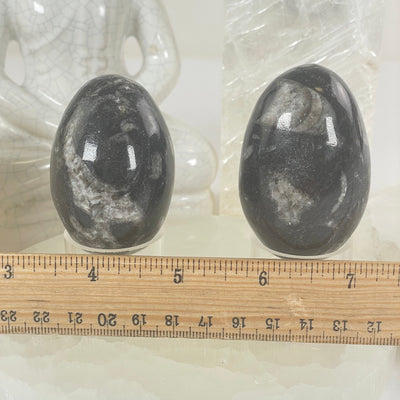 Orthoceras Polished Fossil Egg - You Choose #2 both variants with ruler for size reference