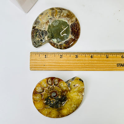 ammonite with decorations in the background