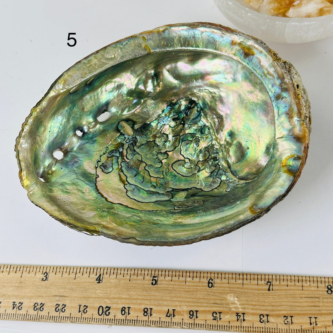 Abalone shell - You Choose Variant 5 lableled