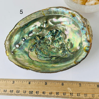 Abalone shell - You Choose Variant 5 lableled