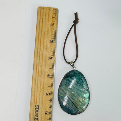 abalone ornament next to a ruler for size reference