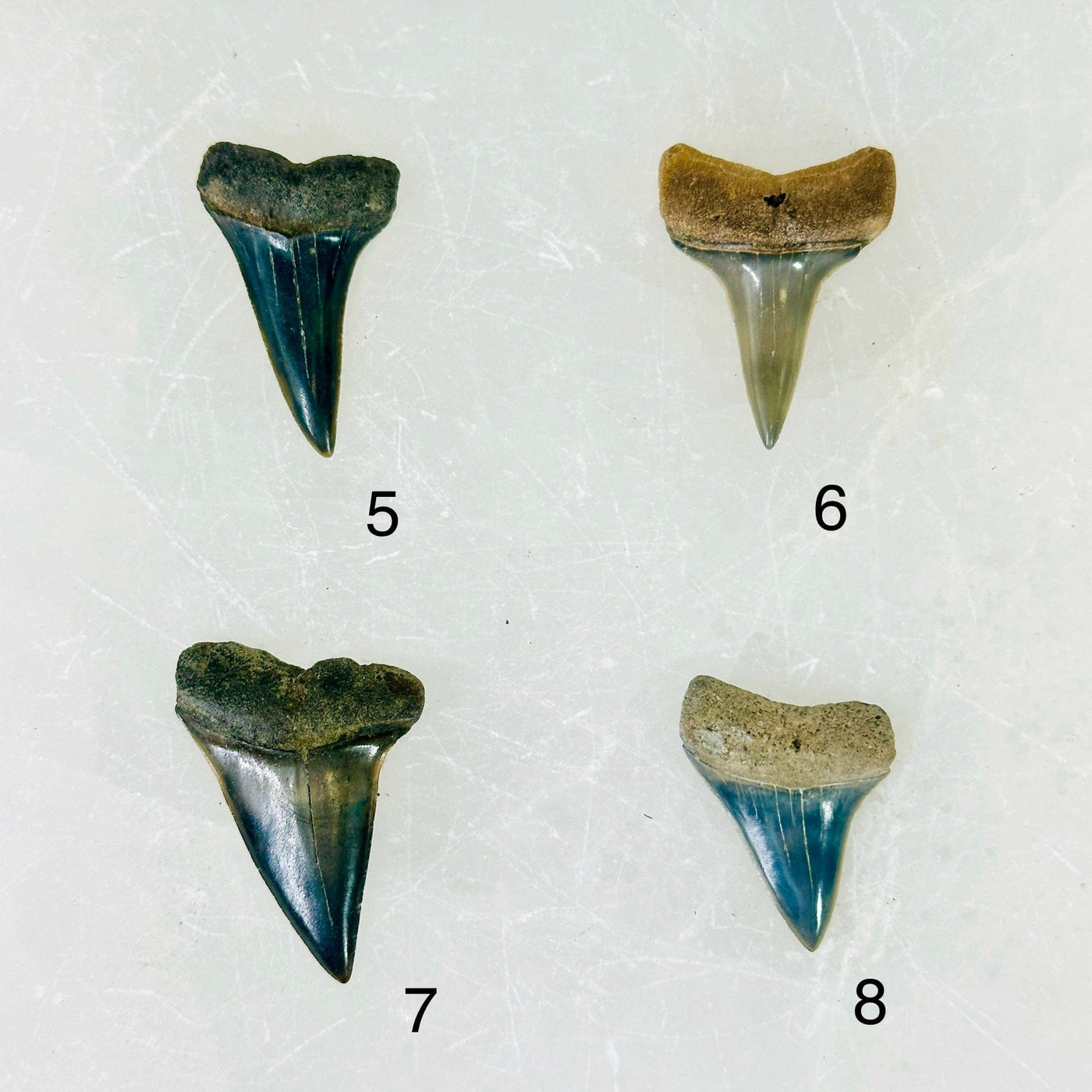 Mako Shark Teeth - Fossilized Polished Shark Teeth - You Choose variants 5 6 7 8 labeled