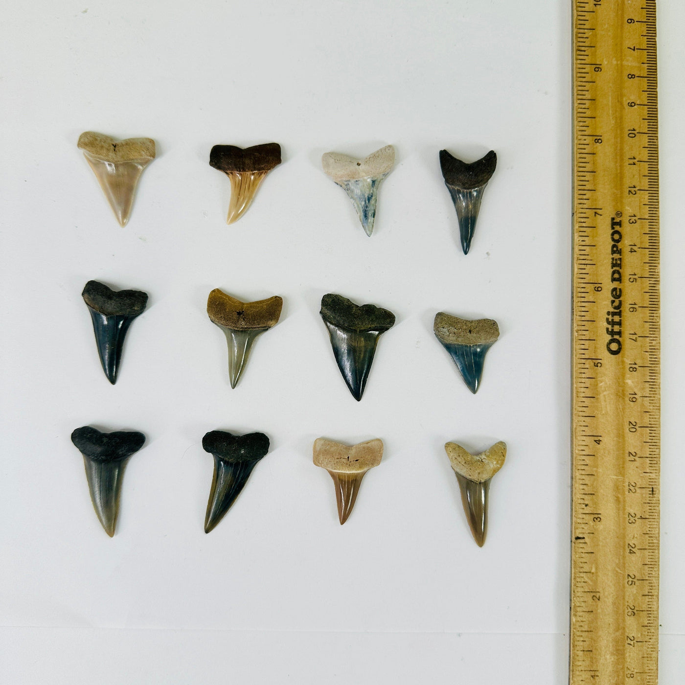 Mako Shark Teeth - Fossilized Polished Shark Teeth - You Choose all variants next to ruler for size reference