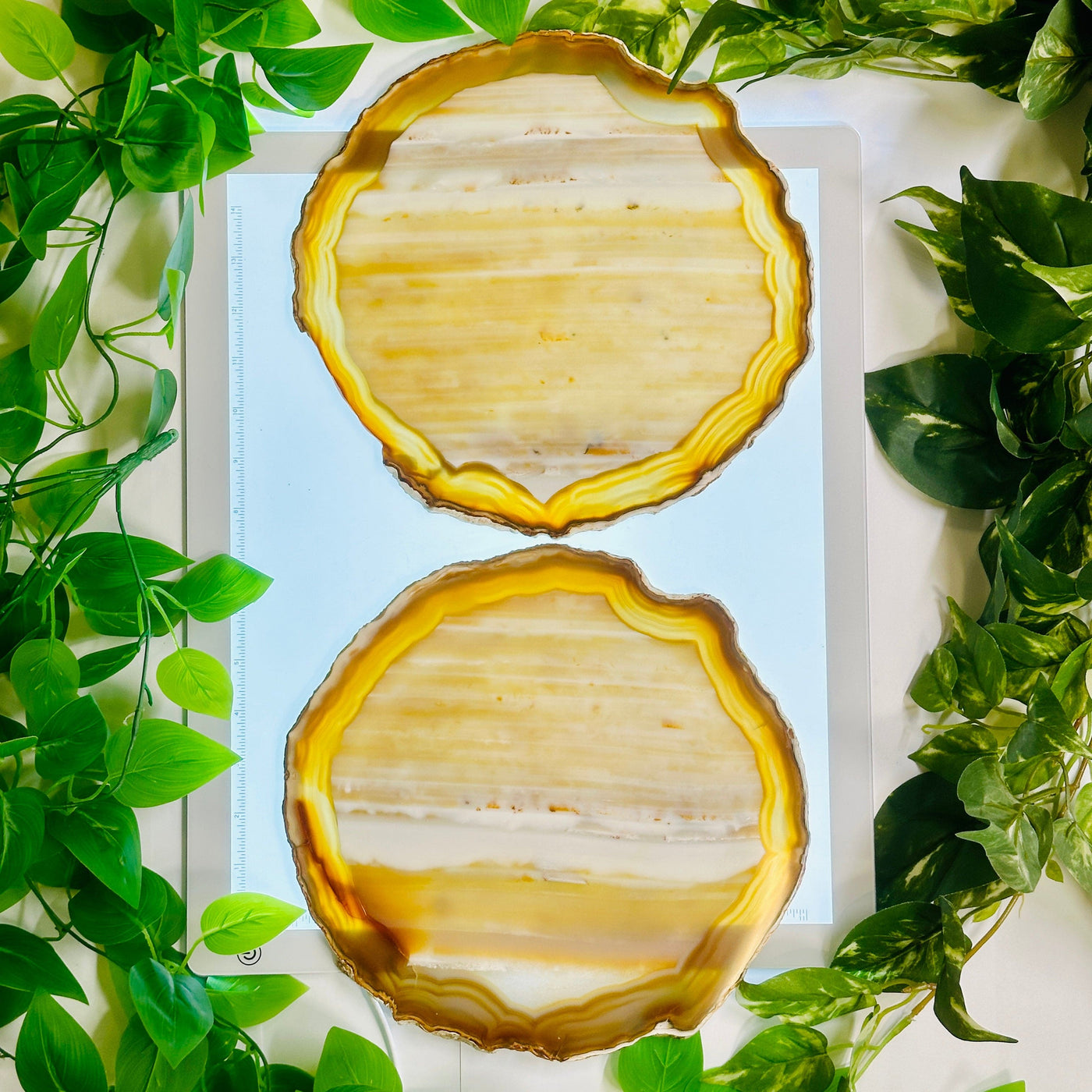 Agate Slice Set - Set of Six Large Grade AA Agate Crystals two agate slices arranged on light table surrounded by plants