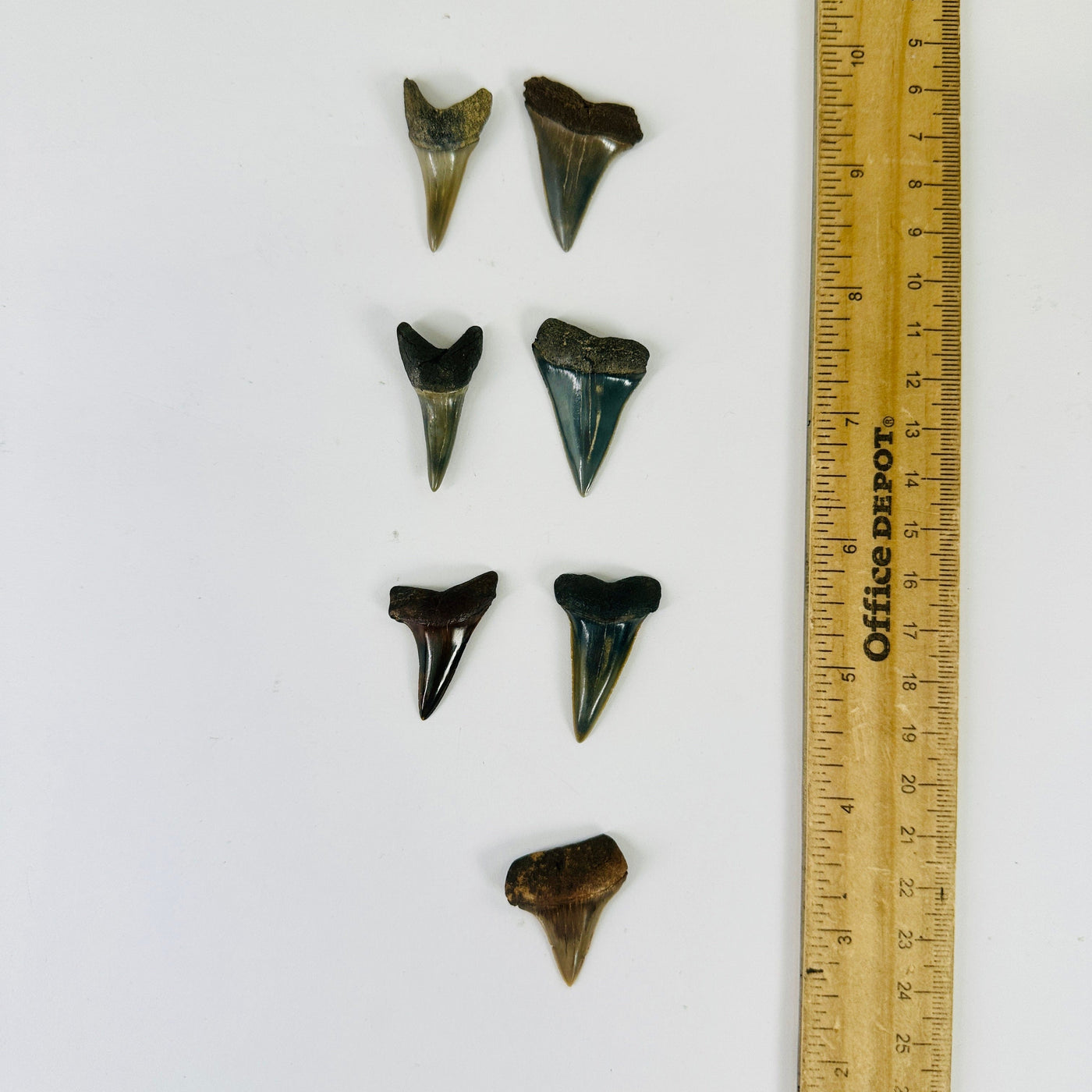 Mako Teeth - Polished Shark Teeth Fossils - You Choose all variants next to ruler for size reference
