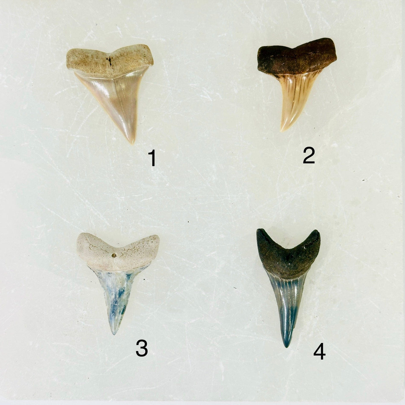Mako Shark Teeth - Fossilized Polished Shark Teeth - You Choose variants 1 2 3 4 labeled