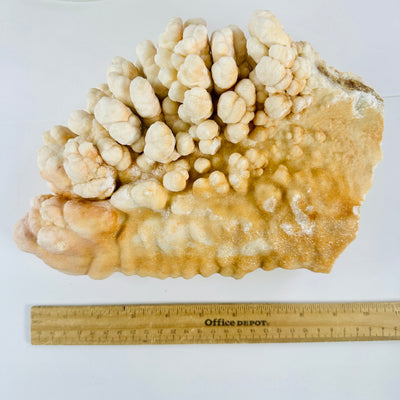  Stalagmite - Calcite Crystal Formation with ruler for size reference
