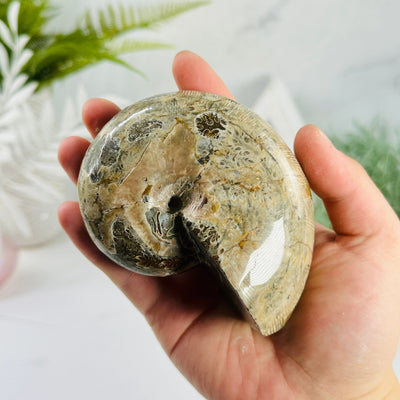 Ammonite Fossil - Polished Fossil in hand for size reference
