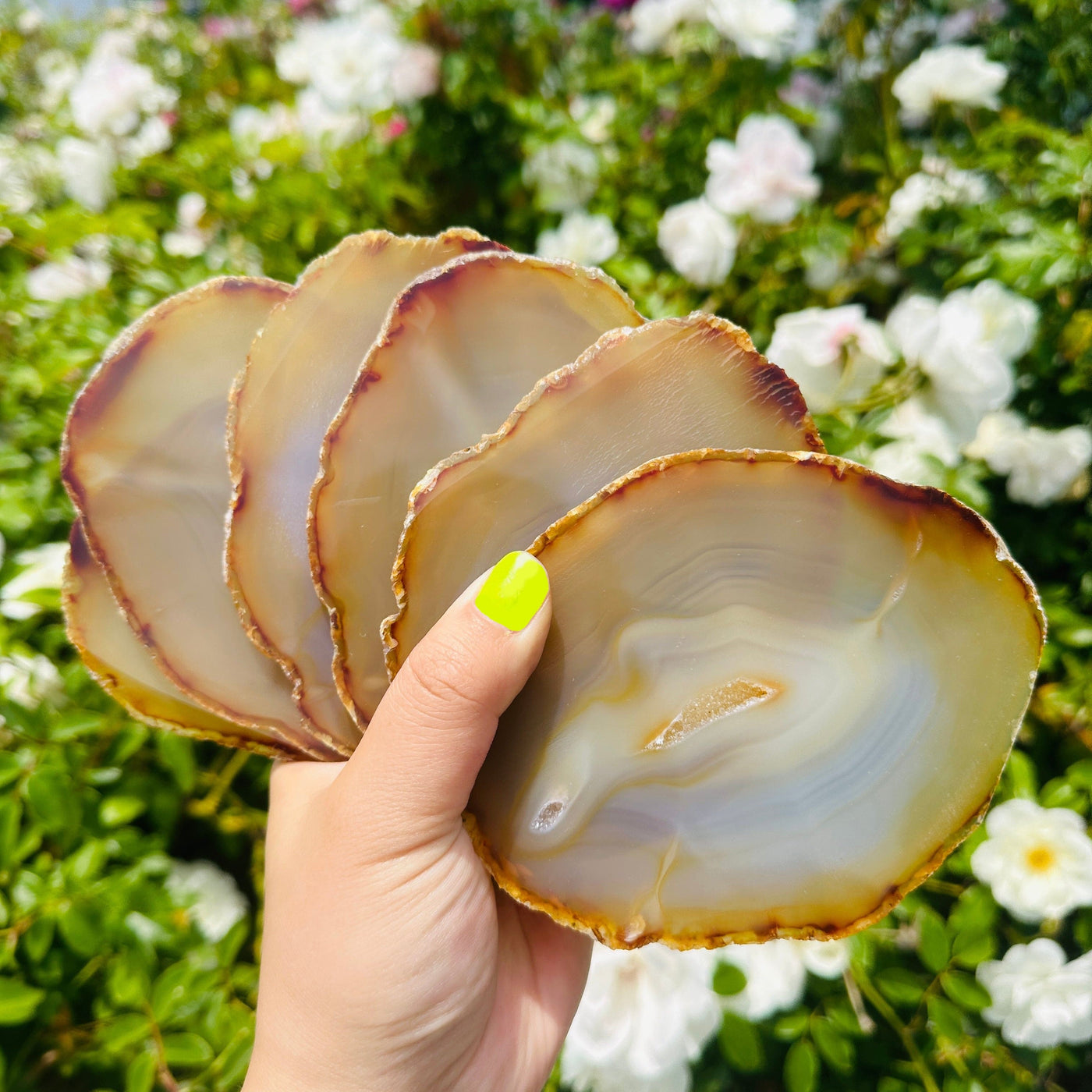 Iris Agate Slice Set - Six Agate Crystal Slices set of 6 agates in hand for size reference with flowers in background