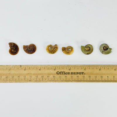 Ammonite Fossil Slices - Small Pairs - You Choose all pairs next to ruler for size reference