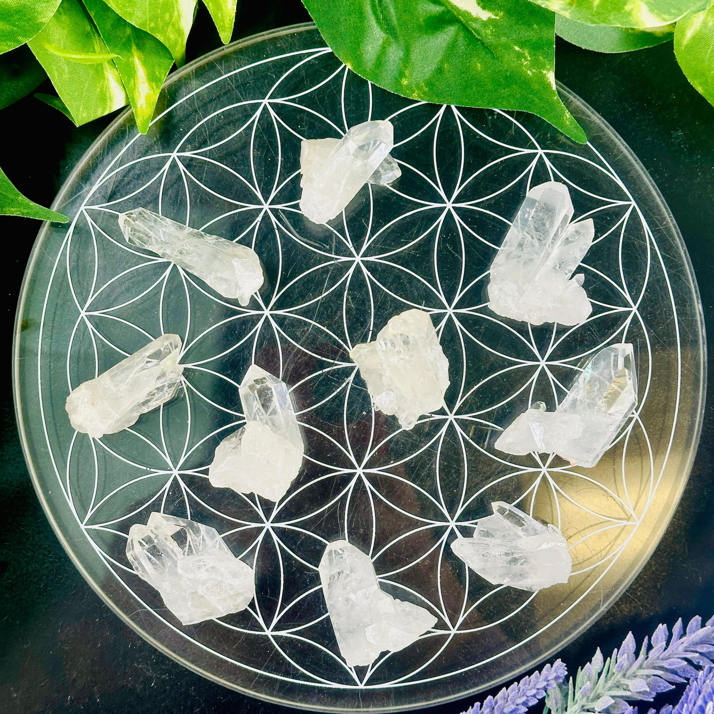 Crystal Quartz Cluster - High Grade Small Clusters - YOU CHOOSE all variants on flower of life dish over black background