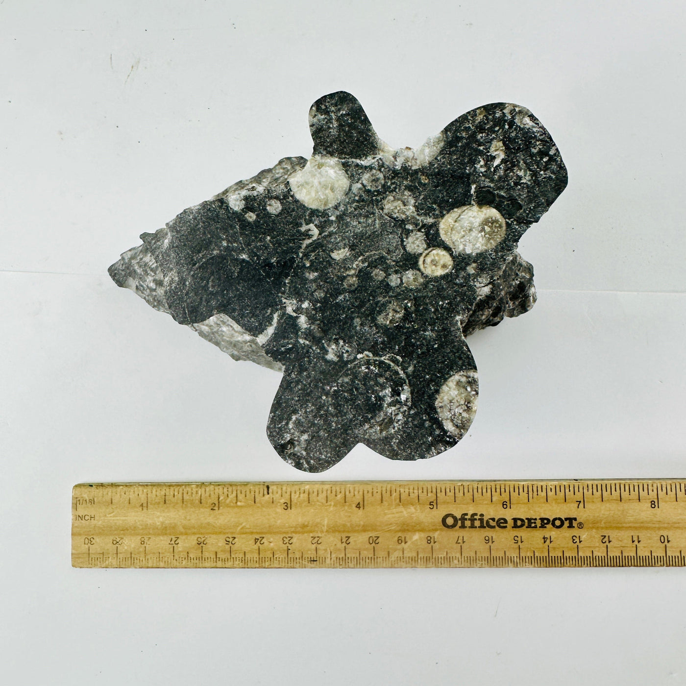 Orthoceras Fossil AS IS top view with ruler for size reference
