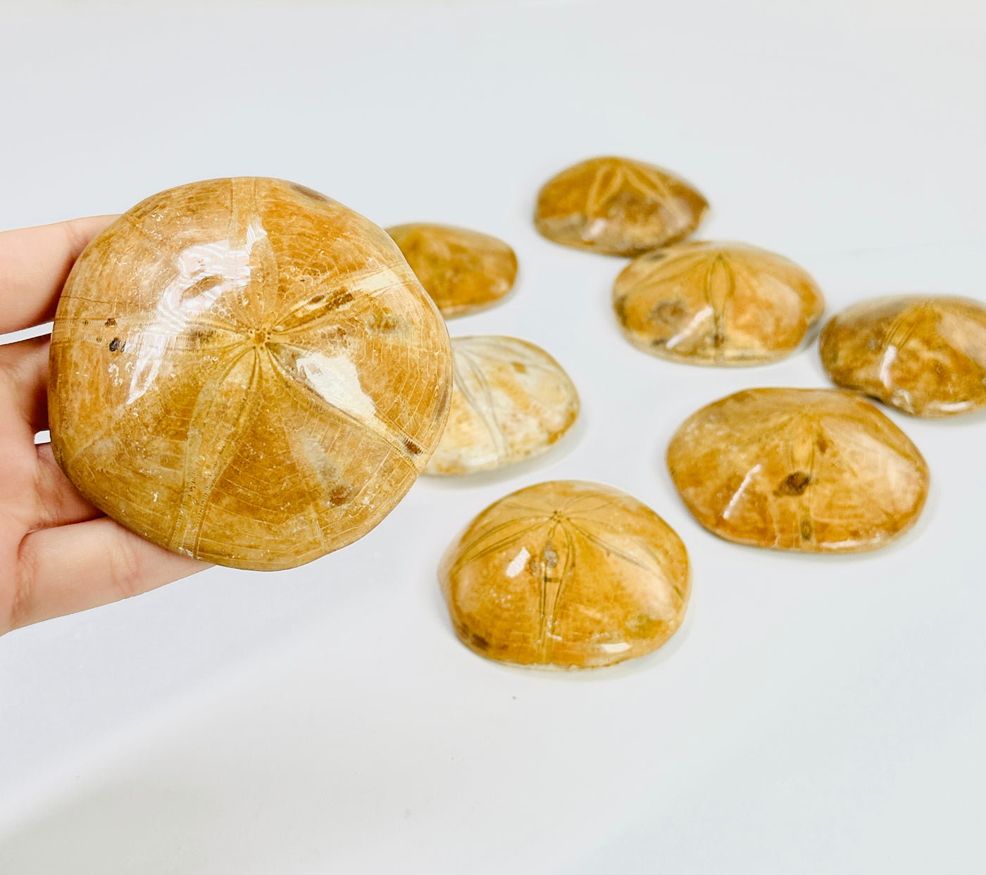 A Polished Sand Dollar Fossil being held in front of Polished Sand Dollar Fossils.