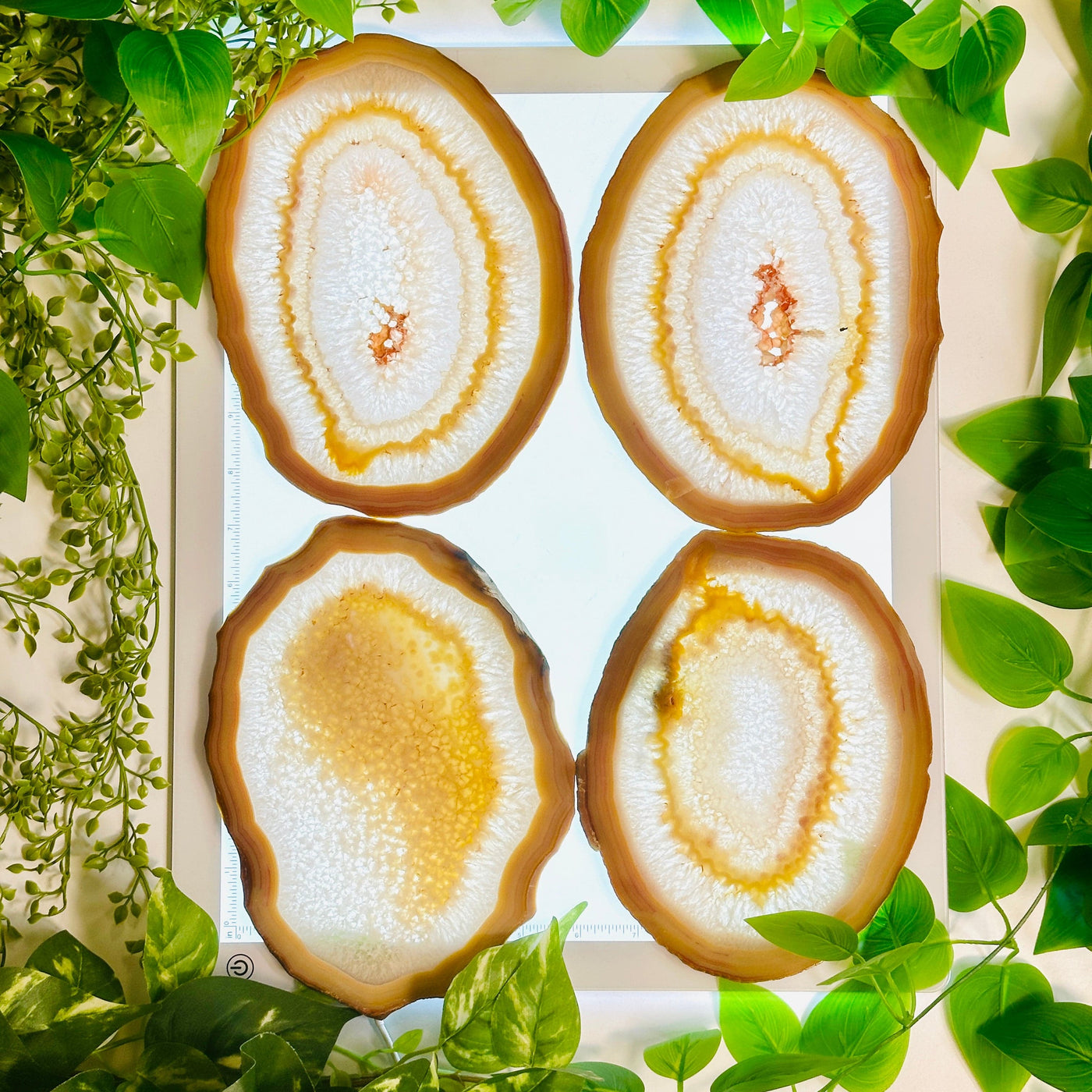 Agate Slice Set - Set of Eight Agate Crystals four agate slices on light table surrounded by plants