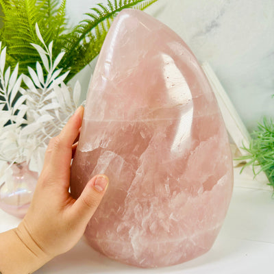 Rose Quartz Freeform Crystal with hand for size reference