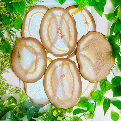 Agate Slice Set - Set of Eight Agate Crystals stacked in aesthetic design over light table surrounded by plants