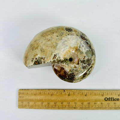 Ammonite Fossil - Polished Fossil with ruler for size reference